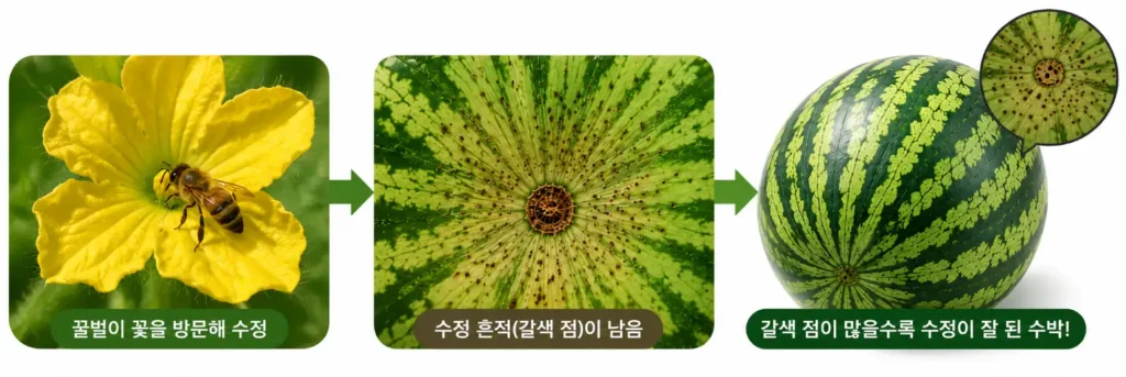 수박 고르는 법_배꼽 주변 갈색 점